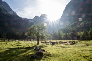Educational content about bovška sheep