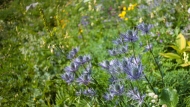 Alpska možina (Eryngium alpinum)